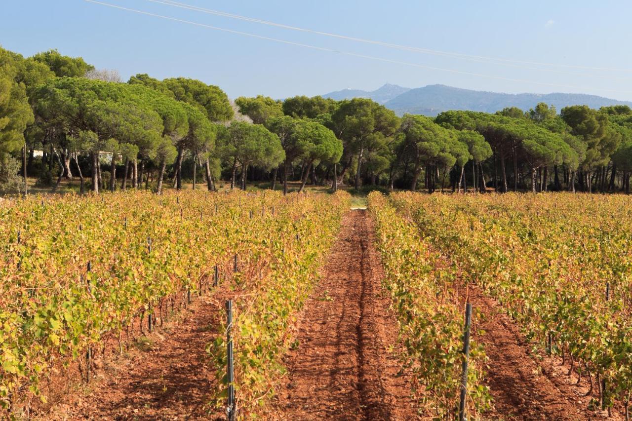 Le Gite Des Cinq Cepages Frejus Exterior photo